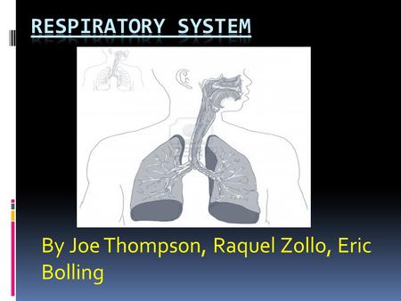By Joe Thompson, Raquel Zollo, Eric Bolling. Introduction to the respiratory system  The human respiratory system is a series of organs responsible for.
