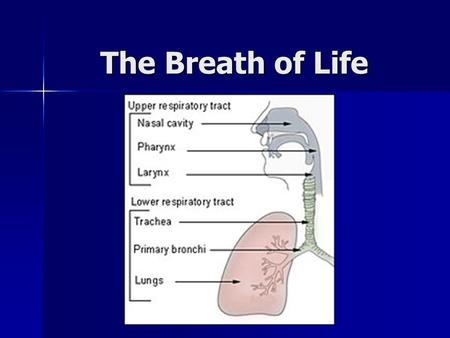 The Breath of Life.