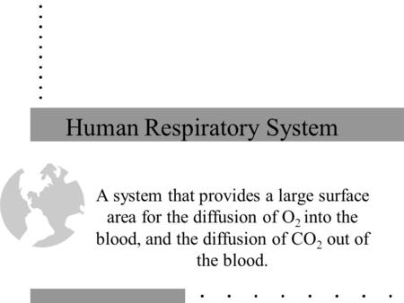 Human Respiratory System A system that provides a large surface area for the diffusion of O 2 into the blood, and the diffusion of CO 2 out of the blood.