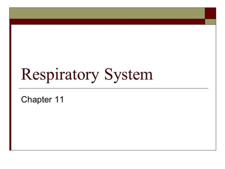 Respiratory System Chapter 11. Objectives  Identify the organs of the respiratory system  Locate the structures of the respiratory system  Identify.