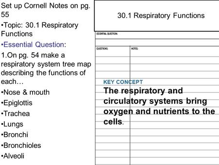 Set up Cornell Notes on pg. 55 Topic: 30.1 Respiratory Functions Essential Question: 1. On pg. 54 make a respiratory system tree map describing the functions.