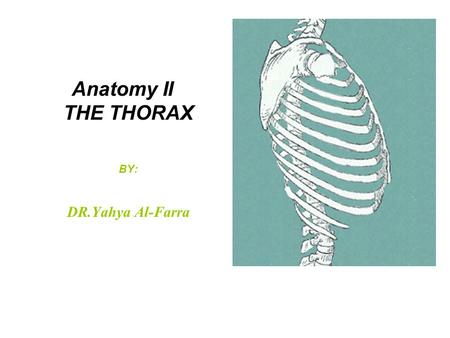 Anatomy II THE THORAX BY: DR.Yahya Al-Farra
