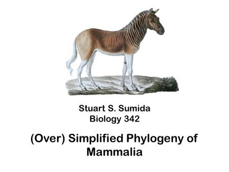Stuart S. Sumida Biology 342 (Over) Simplified Phylogeny of Mammalia.