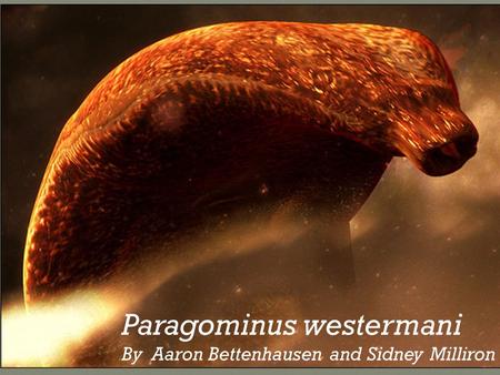 Paragominus westermani By Aaron Bettenhausen and Sidney Milliron.