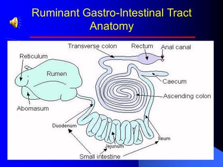 Ruminant Gastro-Intestinal Tract Anatomy