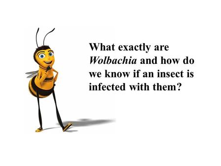 What exactly are Wolbachia and how do we know if an insect is infected with them?