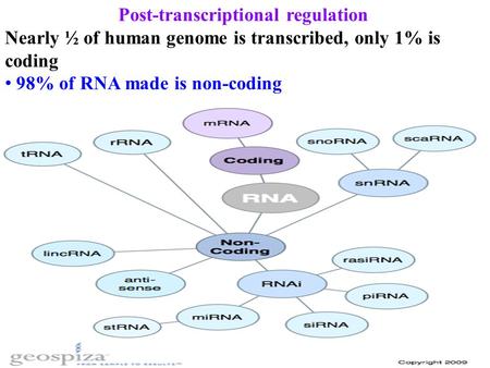 Post-transcriptional regulation Nearly ½ of human genome is transcribed, only 1% is coding 98% of RNA made is non-coding.