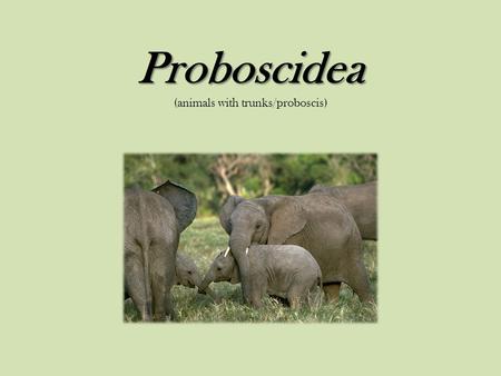 Proboscidea (animals with trunks/proboscis)