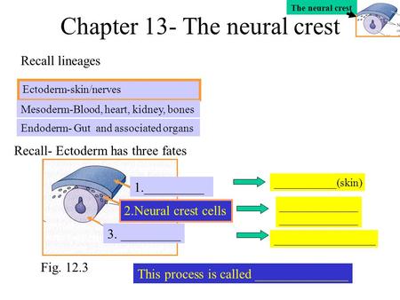 Chapter 13- The neural crest Ectoderm-skin/nerves Endoderm- Gut and associated organs Mesoderm-Blood, heart, kidney, bones Recall lineages Recall- Ectoderm.