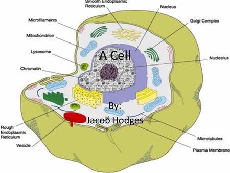 A Cell By: Jacob Hodges. A cell is like a Dance Club.