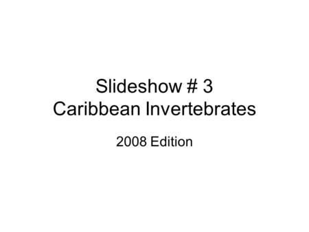 Slideshow # 3 Caribbean Invertebrates 2008 Edition.
