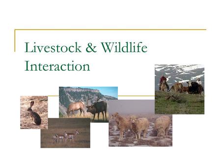 Livestock & Wildlife Interaction. Interactions NegativePositive It Depends on….?