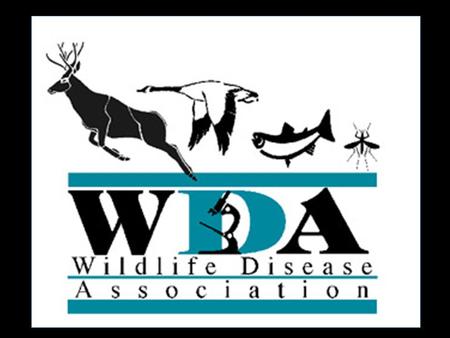 What is at Stake? Wildlife Diseases Wildlife and Environmental Health (Biodiversity and Conservation) Public Health (Emerging Diseases and Zoonoses) Domestic.