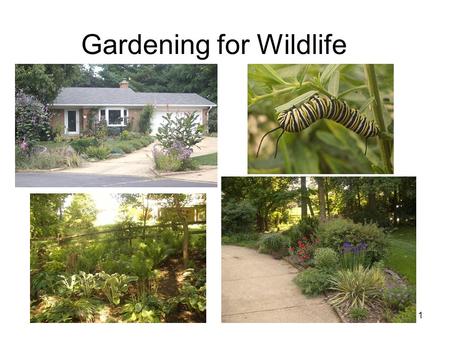 1 Gardening for Wildlife. 2 The Four Basic Wildlife Needs Food Seeds, nuts, fruit, nectar, insects Water Natural sources, birdbaths, backyard ponds Cover.