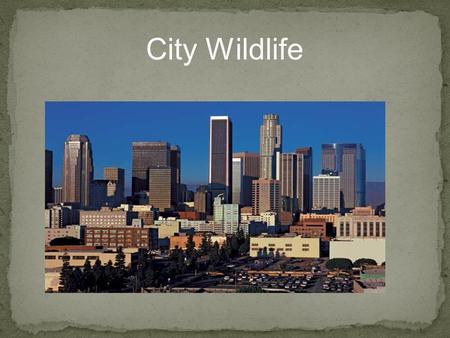 City Wildlife. The goals for this unit are to: Understand that wildlife does not just have to be in a jungle or a rural environment; it can be in a city,