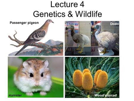 Lecture 4 Genetics & Wildlife Passenger pigeon Hamster Dodo Wood’s cycad.
