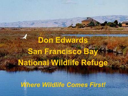 Don Edwards San Francisco Bay National Wildlife Refuge Where Wildlife Comes First!