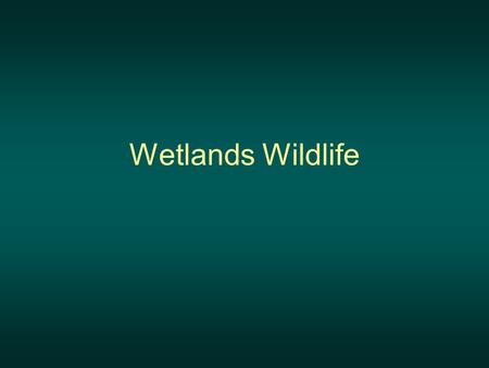 Wetlands Wildlife. Productive and Diverse Texas Coastal Wetlands.
