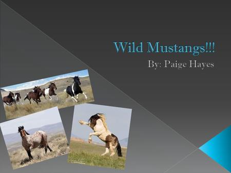  Horses/ mustangs belong to the genus Equus, which originated in North America about 4 million years ago.  Mustangs are descendants of Spanish, or Iberian,