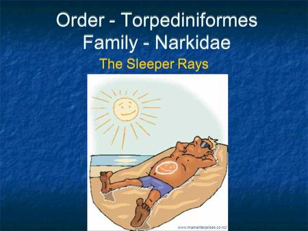 Order - Torpediniformes Family - Narkidae The Sleeper Rays www.mainenterprises.co.nz/