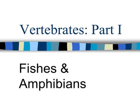 Vertebrates: Part I Fishes & Amphibians. Phylum Chordata Chordates: includes all the vertebrates Have 3 common characteristics: –Nerve Cord: hollow tube.