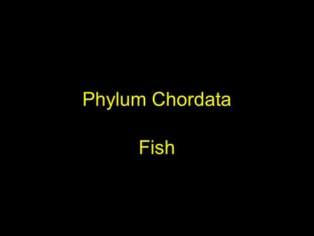 Phylum Chordata Fish.