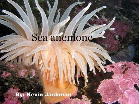 By: Kevin Jackman Sea anemone. origin The sea anemone has many different types of its kind The scientific name for the crimson anemone is.