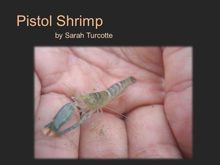 Pistol Shrimp by Sarah Turcotte. … Kingdom:Animalia Phylum:Arthropoda Class:Malacostraca Order:Decapoda Family:Alpheidae Genus: Alpheus Species: Tiger.