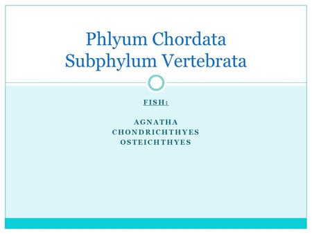 Phlyum Chordata Subphylum Vertebrata