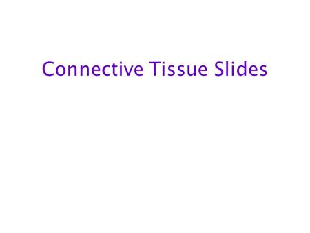 Connective Tissue Slides. Connective Tissues Adipose Elastic Cartilage Elastic Cartilage 2 Adipose 2 Blood Blood 2 Dense Regular Connective Tissue Dense.