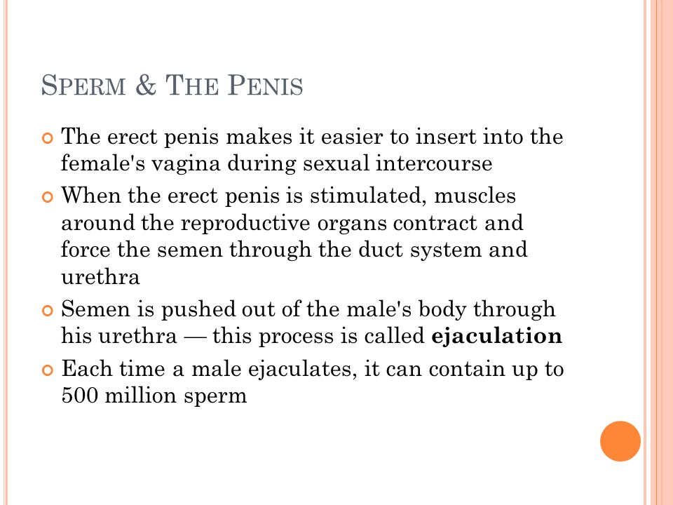 Insert The Penis Into The Vagina 117