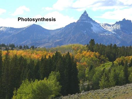 Photosynthesis. 1. An Overview of Photosynthesis & Respiration 2. Autotrophs and producers 3. Electromagnetic Spectrum & light energy 4. Chloroplasts: