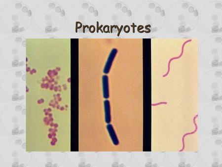 Prokaryotes. Prokaryotes Classification of prokaryotes has dramatically changed due to analysis of the genomes of various types of cells:Classification.
