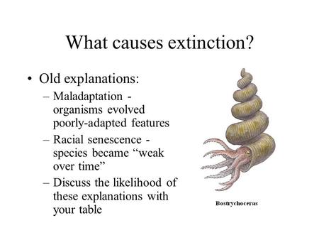 What causes extinction? Old explanations: –Maladaptation - organisms evolved poorly-adapted features –Racial senescence - species became “weak over time”