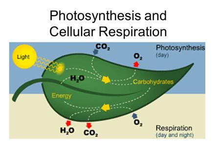 Photosynthesis and cellular respiration project