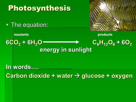 Photosynthesis  The equation: 6CO 2 + 6H 2 O C 6 H 12 O 6 + 6O 2 energy in sunlight In words…. Carbon dioxide + water  glucose + oxygen reactantsproducts.