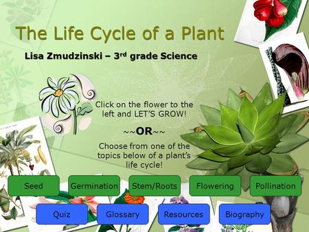 The Life Cycle of a Plant Lisa Zmudzinski – 3 rd grade Science Click on the flower to the left and LET’S GROW! ~~ OR ~~ Choose from one of the topics.