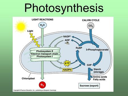 Photosynthesis. Overview All energy on earth comes from the sun. We depend on: –Plants –Algae (underwater plants) –Cyanobacteria (photosynthetic bacteria)