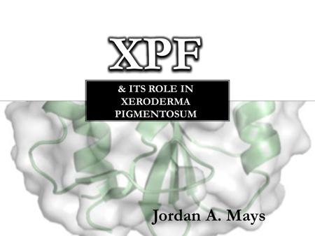 Jordan A. Mays. Key Points: 8 XP family proteins repair DNA damaged by sunlight through Nucleotide Excision Repair. XPF-ERCC1 complex is a structure-specific.