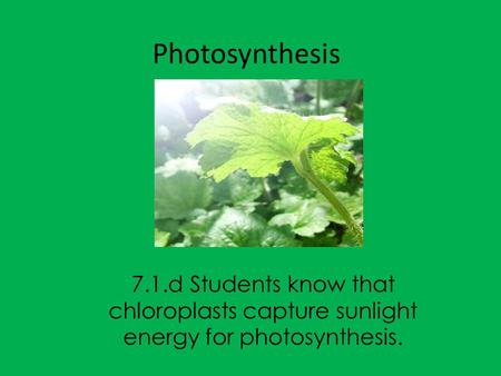Photosynthesis 7.1.d Students know that chloroplasts capture sunlight energy for photosynthesis.
