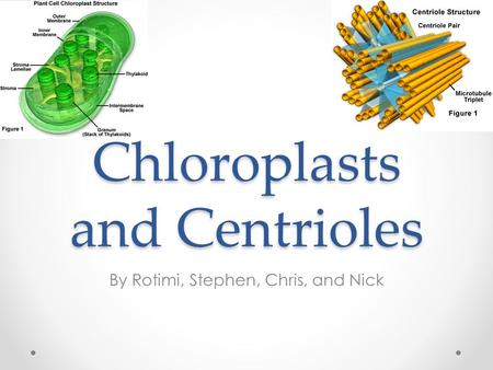 Chloroplasts and Centrioles By Rotimi, Stephen, Chris, and Nick.