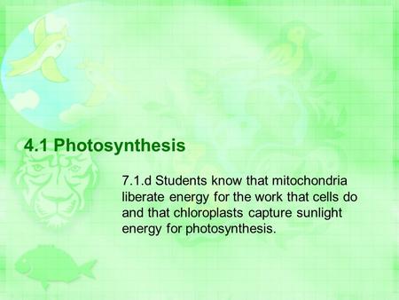 4.1 Photosynthesis 7.1.d Students know that mitochondria liberate energy for the work that cells do and that chloroplasts capture sunlight energy for photosynthesis.