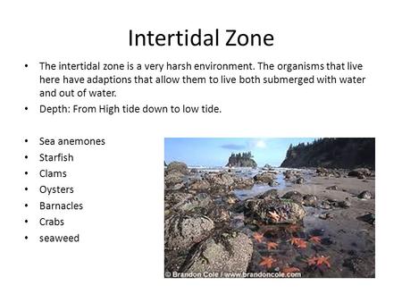 Intertidal Zone The intertidal zone is a very harsh environment. The organisms that live here have adaptions that allow them to live both submerged with.