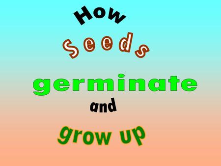 > How Seeds germinate and grow up. seeds A seed needs water and sunlight to germinate. Plant a seed.