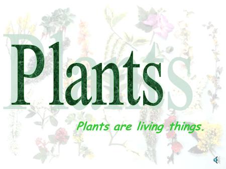 Plants are living things. Plants have roots, stems or trunks, branches, leaves, flowers, and fruit. Leaves Flower Roots Branches Trunk Fruit.