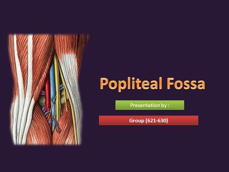 Popliteal Fossa Presentation by : Group (621-630).