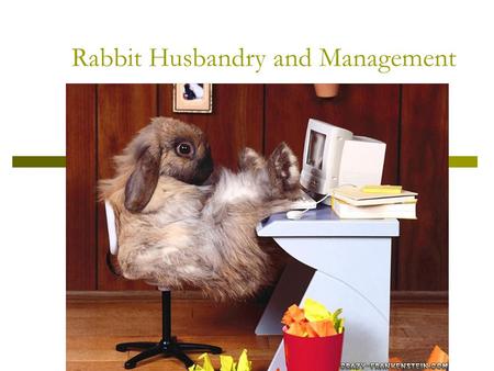 Rabbit Husbandry and Management