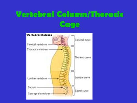 Vertebral Column/Thoracic Cage. Vertebral Column: Connects skull to pelvis Composed of vertebra(e) and intervertebral disks Function: (1) supports head,