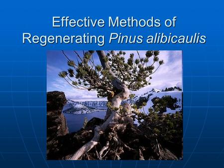 Effective Methods of Regenerating Pinus alibicaulis.