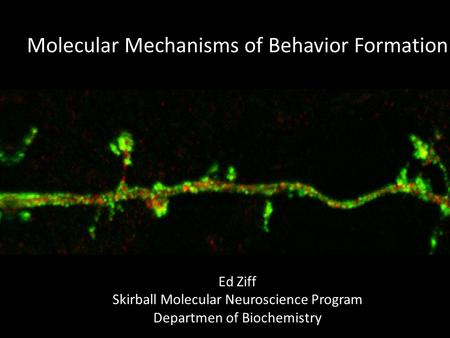 Molecular Mechanisms of Behavior Formation Ed Ziff Skirball Molecular Neuroscience Program Departmen of Biochemistry.